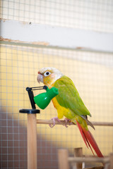 ウロコインコ