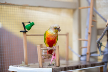 ウロコインコ