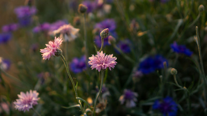 field of pink and blue petals of Cornflower blooming on blurry green leaves, know as bachelor's button or basket flower