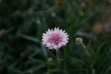 field of pink petals of Cornflower blooming on blurry green leaves, know as bachelor's button or basket flower