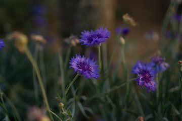 field of blue petals of Cornflower blooming on blurry green leaves, know as bachelor's button or basket flower