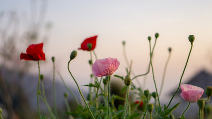 Filed of pink and red petals of Opium poppy blooming on blurry grren leaves and bud under sunlight evening