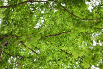 木, 森, 緑, 自然, 葉, 