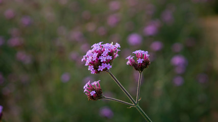 Fototapeta premium Field of purple petite petals of Vervian flower blossom on green leaves, know as Purpletop vervian or verbena, medicine herbs, plant in Verbenaceae family called Verbena bonariensis in botanical 
