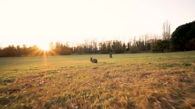 rabbit running on a green field in a park during sunset