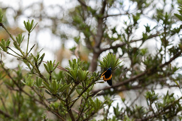 butterfly with one wing broken in a branch (select focus)