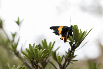 butterfly with one wing broken in a branch (select focus)