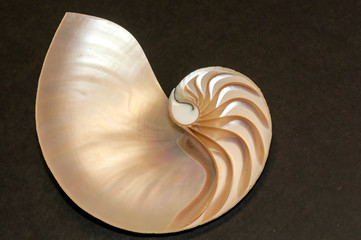 Nautilus on Black Cloth 