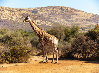 giraffe in south africa national park