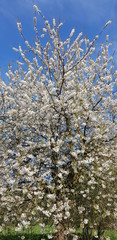 Tree with white blossoms against blue spring sky