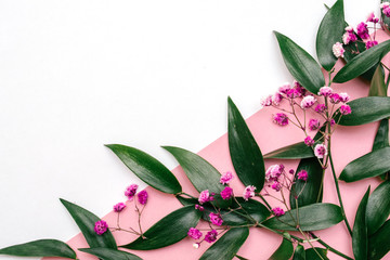 The leaves of Ruscus and pink gypsophila on the geometric white and pink background.Festive concept,copy space for text,top view
