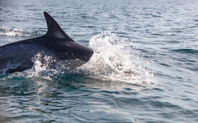 dolphin in water