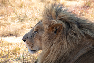 portrait of a lion