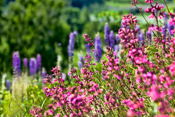 flowering small grass