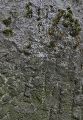 old stone background with rough textured surface and Moss. template for design