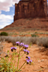 Purple flowers in the Utah desert in Monument Valley