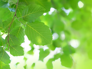 Fototapeta na wymiar fresh green leaves tree close up. Tree leaves texture nature background. summer season. ecology concept