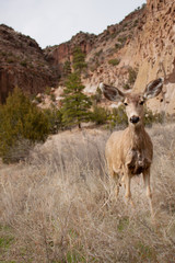Close Mule deer looking towards camera at Bandelier National Monument outside of Los Alamos, New Mexico