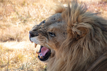 portrait of a lion