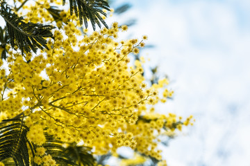 Yellow flowers of a mimosa tree on a background of blue.