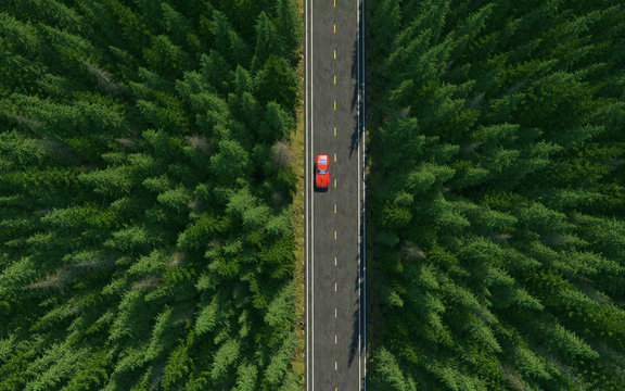 Road forest