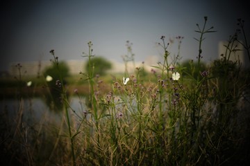 川の風景、蝶々