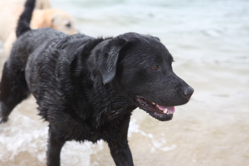 Labradors at Beach