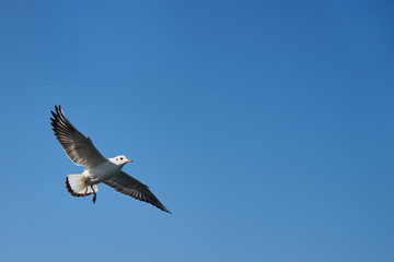 Image of seabirds. Image of seagulls.