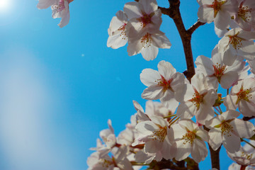 Cherry blossom close up　桜の花のクローズアップ