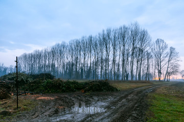 Alberi all' alba sulla campagna friulana. Fotografia notturna.