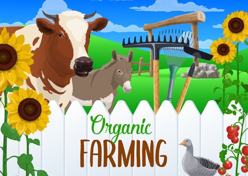 Farm animal and vegetable harvest with farming and agriculture tools. Vector cow, donkey and goose, rakes, hoe and crop plants of tomato and sunflower with farm field and fence, organic farming design