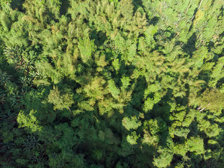 Top view of forest at Nyaung oo Phee island, Myanmar