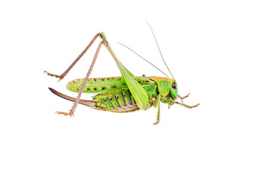 Green Locust Acrididae Grasshopper Pest Insect Isolated on White