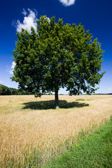 lonely oak growing in a field