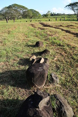 El Caño, Nata. Panamá