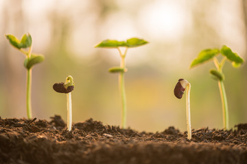 plant growing in morning light green nature bokeh background, new life, business financial progress cultivation. agriculture, horticulture. plant growth evolution from seed to sapling, ecology concept