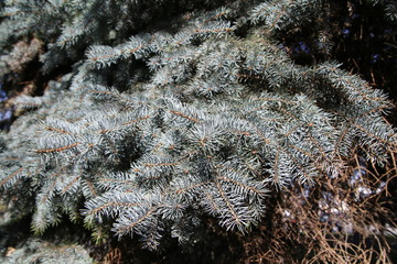 blue spruce branch on a sunny day.