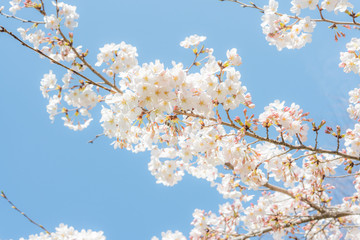 開花した桜