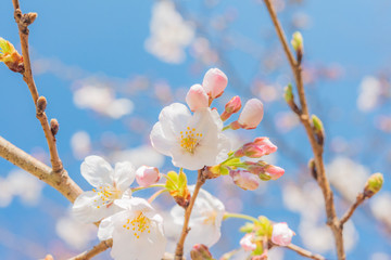 桜