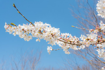 Fototapeta premium さくら