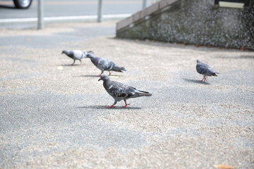 ハト, 鳥, ダイビング, 動物, 自然, 鳥, 羽, 灰色, 野生生物, くちばし, 羽, 羽, 羽, ウィルト, 蠅, カモメ, freedom, シティ, 白, 灰色, 公園, ハト, フライング