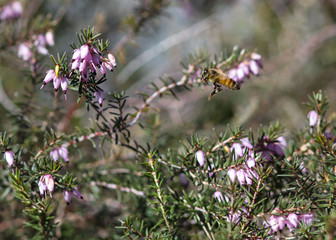 Bee going for a spring flower