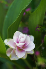 花, ピンク, 自然, とぶ, 全盛期, 花, 植える, 庭, 緑, 咲く, 美しさ, 植物, チューリップ, 美しい, 白, フローラル, 赤, ばら, 花束, サマータイム, ハス, チューリップ, 葉, マクロ