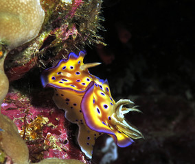 Goniobranchus Kuniei Nudibranch on the move Siquijor Philippines