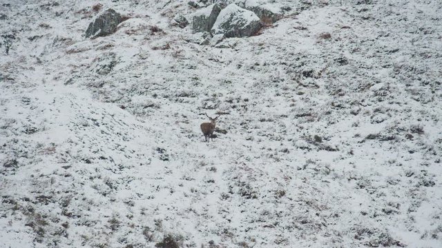 Red Deer on snowy hill drone (2)