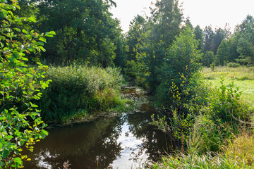 Small river in a green forest