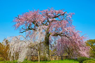 桜２１