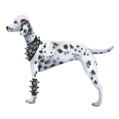 pet dog dalmatian rocker watercolor hand vector