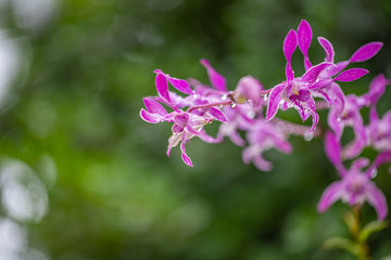Fototapeta premium Orchid in rain forest. Raining in orchid garden on a hot sunny day. Droplets of rain can be seen in the background.