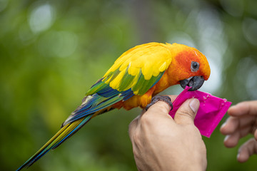 Curious Australian King-parrot (Alisterus scapularis) is being fed from the hand